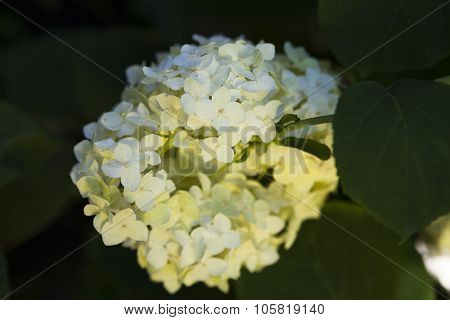 white flower close-up