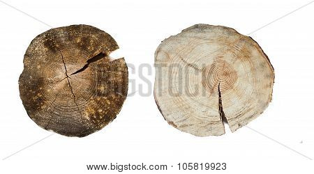 tree rings close up isolated on white background