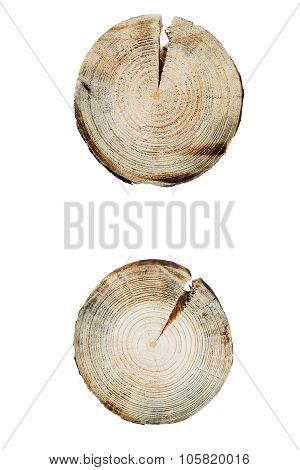 tree rings close up isolated on white background