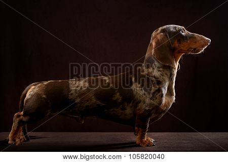 Smooth-haired dachshund dog of brown color