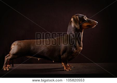 Smooth-haired dachshund dog of brown color
