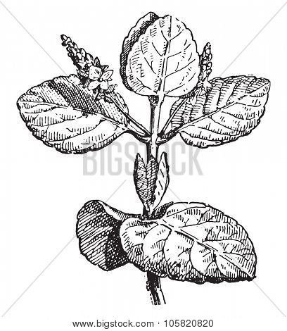 Beccabunga, vintage engraved illustration. Dictionary of words and things - Larive and Fleury - 1895.