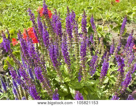 Salvia Superba