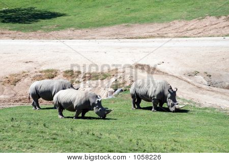 Breitmaulnashorn