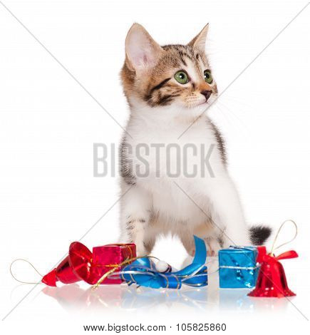 Cute Kitten