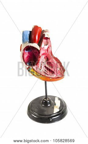anatomical model of human heart close-up isolated on white background