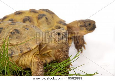 desert tortoise