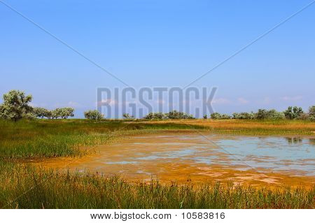 塩性湿地の水植物 (iv) と覆われて