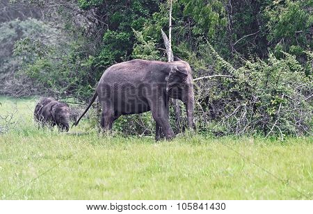 Indian Elephants