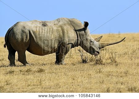 Black Rhinoceros