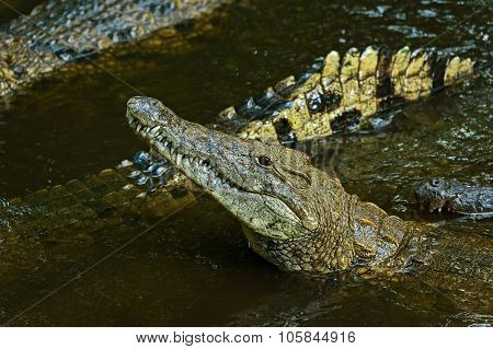 Crocodiles Masai Mara
