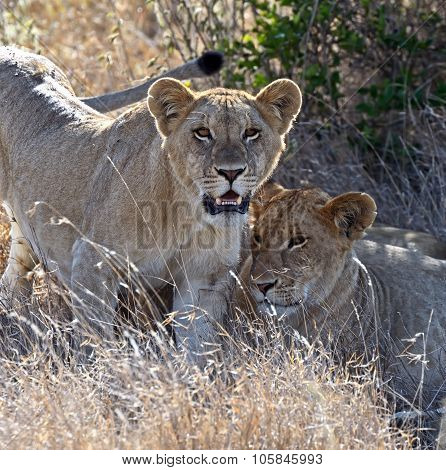 Lions