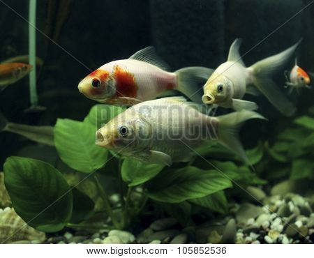 beautiful koi carp swimming in aquarium