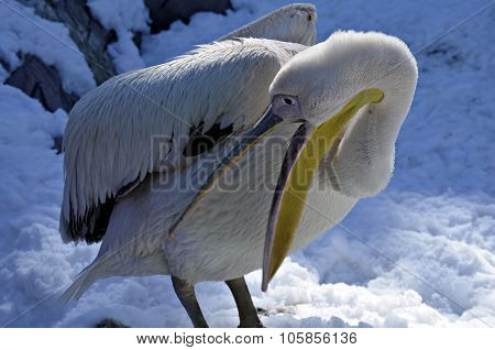 PELICAN