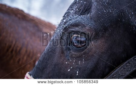 Black Horse