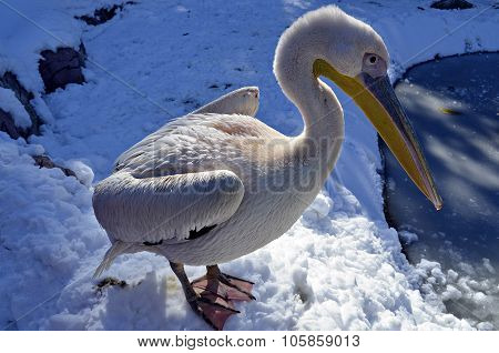 PELICAN
