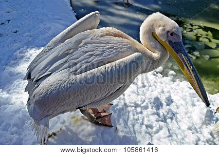 PELICAN