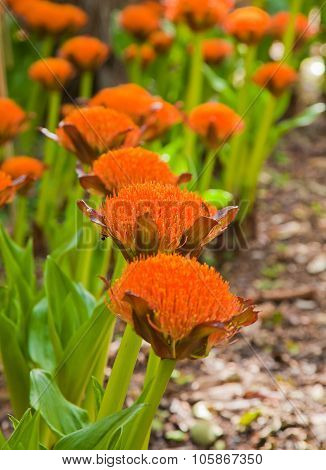 Scadoxus Puniceus, ,paintbrush Lily