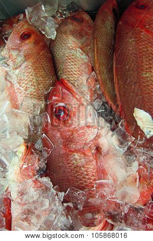 Red fish on ice at fish market, close-up