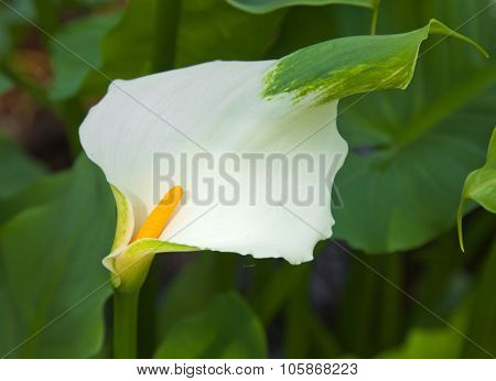 Zantedeschia