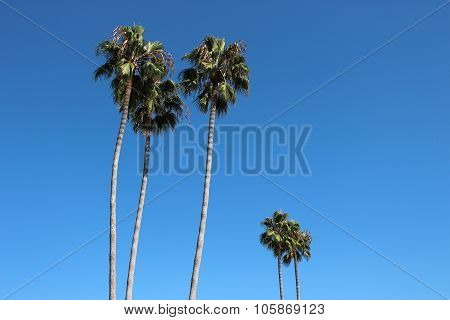 Four tall sunlit palms against blue sky