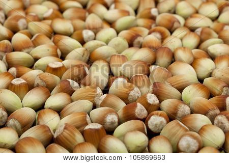 Hazelnut