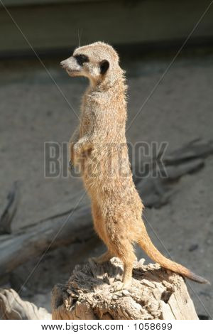 Meerkat (Suricata Suricatta)