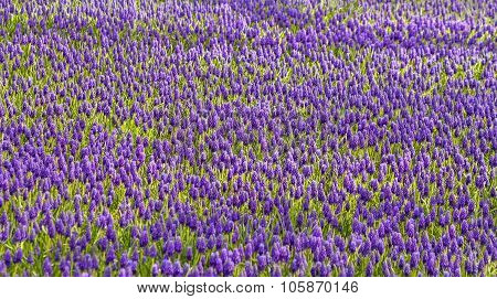 Purple Muscari Armeniacum Field