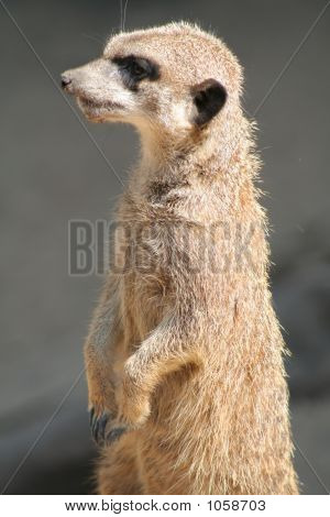 Meerkat (Suricata Suricatta)