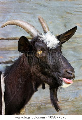 Funny black goat