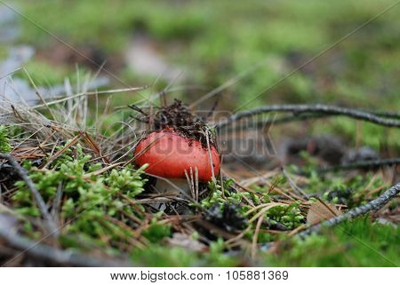 Reed mushroom