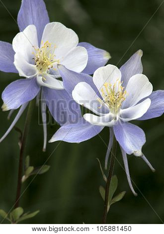 Blue Columbine 2 (aquilegia Coerulea)