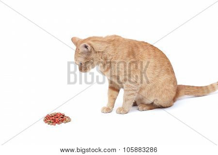 yellow cat feeling bored to eat food