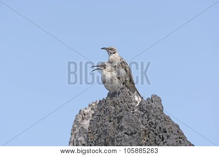 A Pair Of Galapagos Mockingbirds