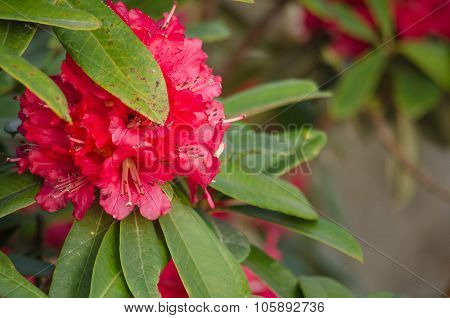 Red Flower