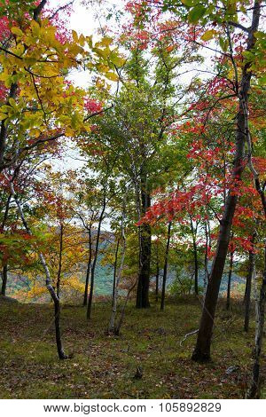 Fall Color Trees