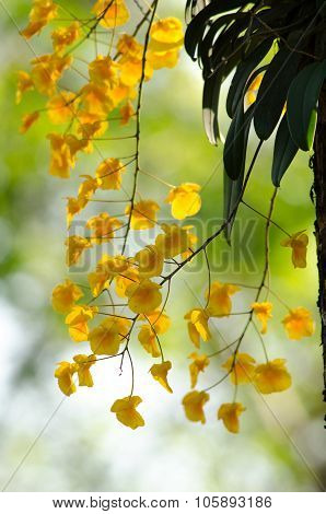 Lindley's Dendrobium Is Beautiful Flower And Have Yellow Colour