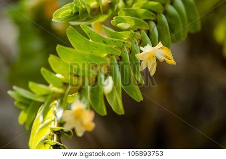 Dendrobium Ellipsophyllum Is Beautiful Flower And Have White, Yellow Colour