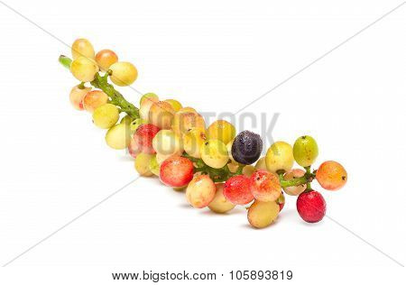 Antidesma velutinosum Blume Fruit isolated on white background
