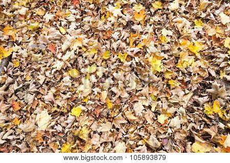 Leaves In The Floor