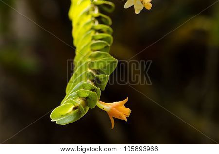 Dendrobium Ellipsophyllum Is Beautiful Flower And Have White, Yellow Colour