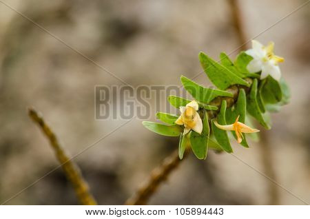 Dendrobium Ellipsophyllum Is Beautiful Flower And Have White, Yellow Colour