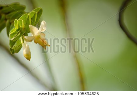 Dendrobium Ellipsophyllum Is Beautiful Flower And Have White, Yellow Colour