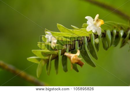 Dendrobium Ellipsophyllum Is Beautiful Flower And Have White, Yellow Colour
