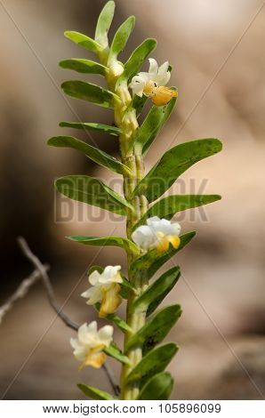 Dendrobium Ellipsophyllum Is Beautiful Flower And Have White, Yellow Colour