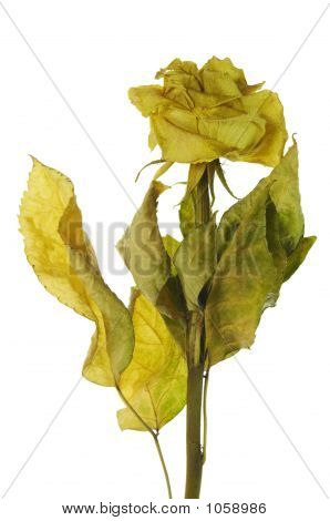 Visset Rose