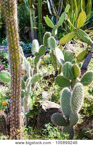 Plantation Of Opuntia Cactuses Illuminated By Sun