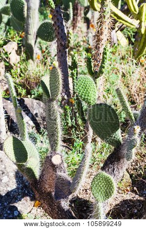 Wild Opuntia Cactus Outdoors