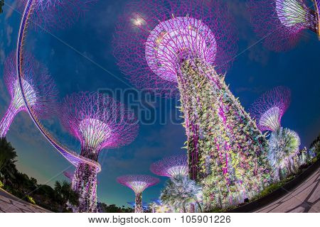 SINGAPORE - May 10: Night view of Supertree Grove at Gardens by the Bay on May 10, 2014 in Singapore