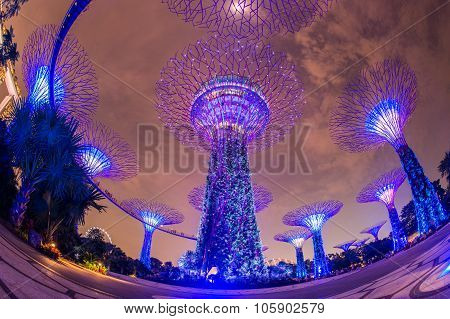 SINGAPORE - May 10: Night view of Supertree Grove at Gardens by the Bay on May 10, 2014 in Singapore